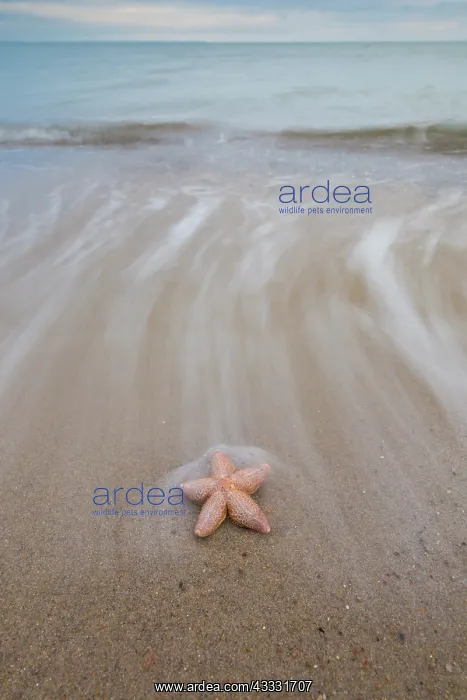 : Common Starfish, Common European Seastar - dead : Common Starfish, Common European Seastar - dead