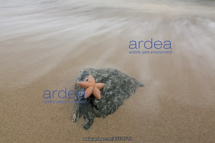 : Common Starfish, Common European Seastar - dead : Common Starfish, Common European Seastar - dead