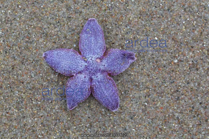 : Common Starfish, Common European Seastar - dead : Common Starfish, Common European Seastar - dead