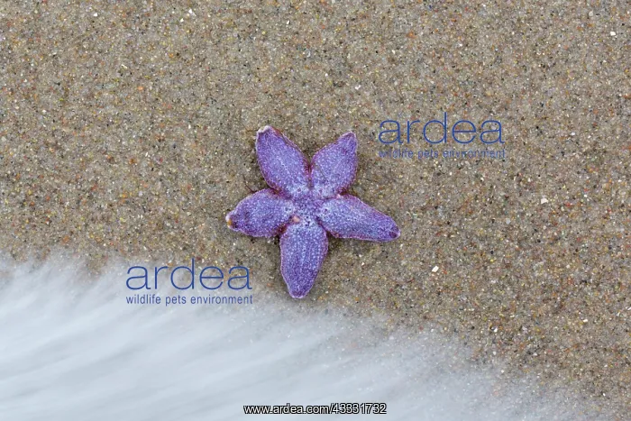 : Common Starfish, Common European Seastar - dead : Common Starfish, Common European Seastar - dead