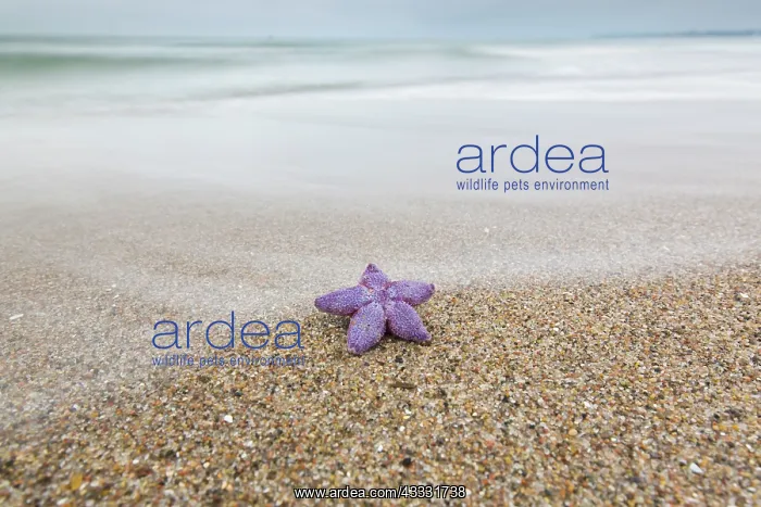 : Common Starfish, Common European Seastar - dead : Common Starfish, Common European Seastar - dead