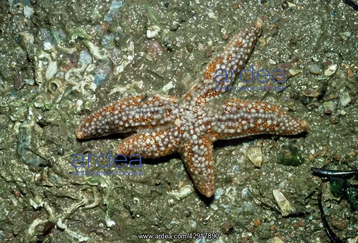 : Common Starfish - showing leg regeneration : Common Starfish - showing leg regeneration