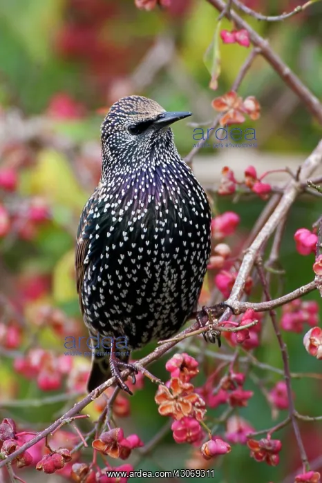 : Common Starling : Common Starling