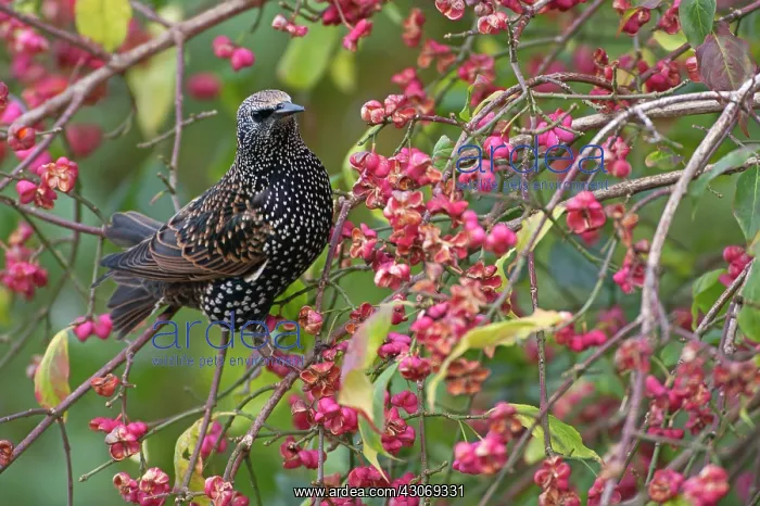 : Common Starling : Common Starling