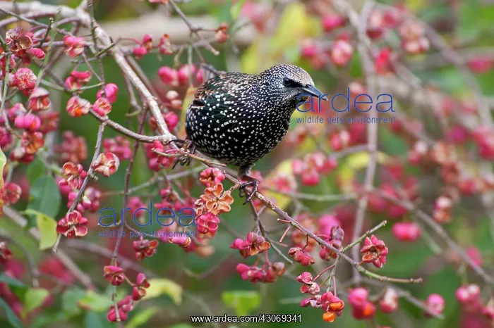  : Common Starling