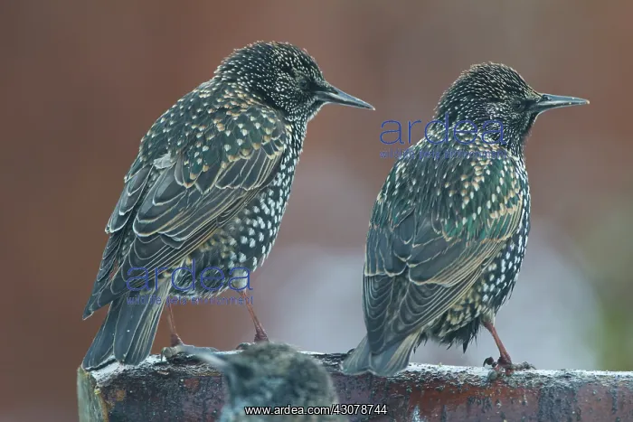 : Common Starling : Common Starling