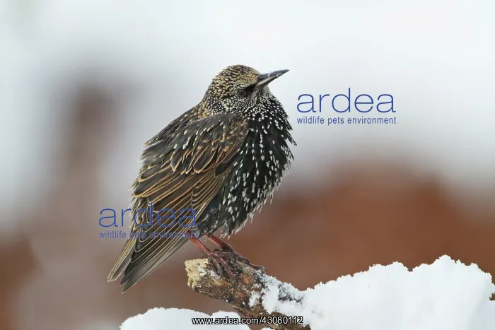 : Common Starling : Common Starling
