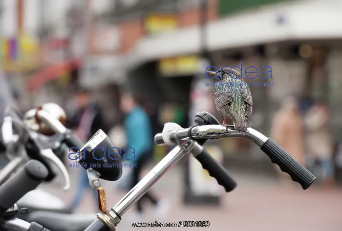 : Common Starling : Common Starling
