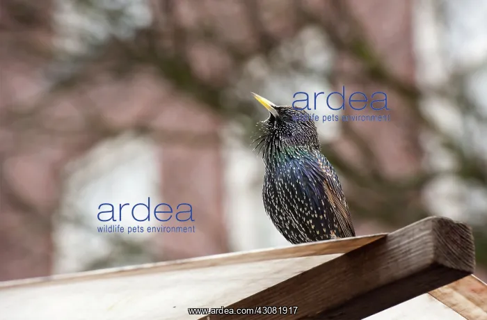 : Common Starling : Common Starling