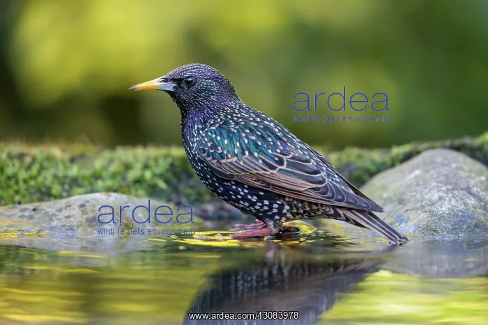 : Common Starling : Common Starling