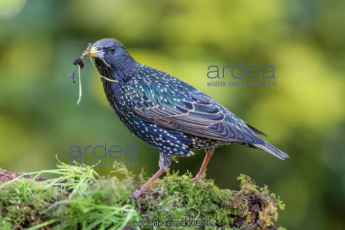  : Common Starling