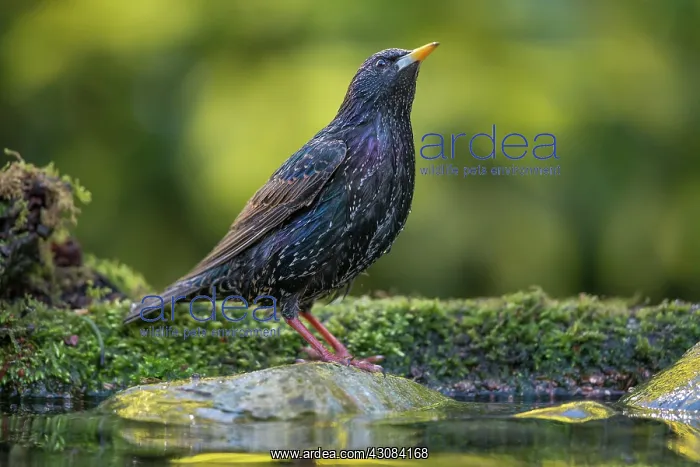 : Common Starling : Common Starling