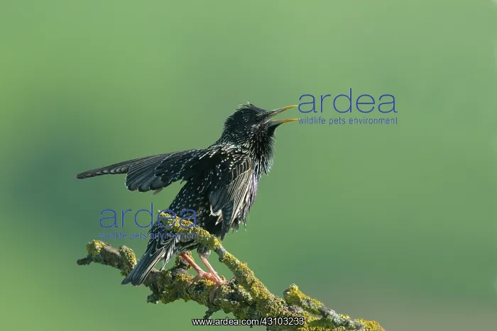  : Common Starling