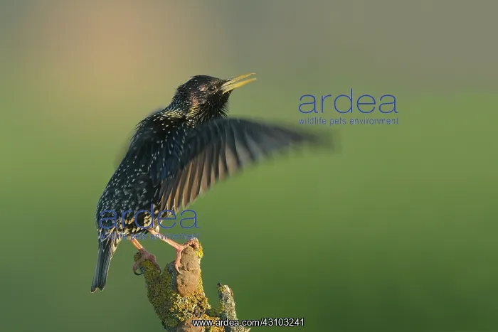 : Common Starling : Common Starling