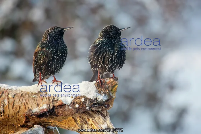 : Common Starling : Common Starling