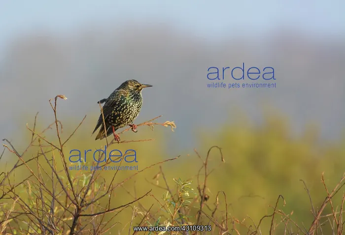 : Common Starling : Common Starling