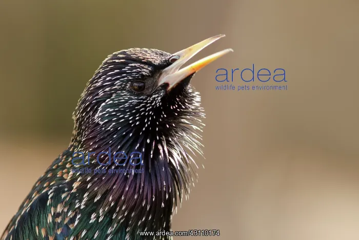 : Common Starling : Common Starling