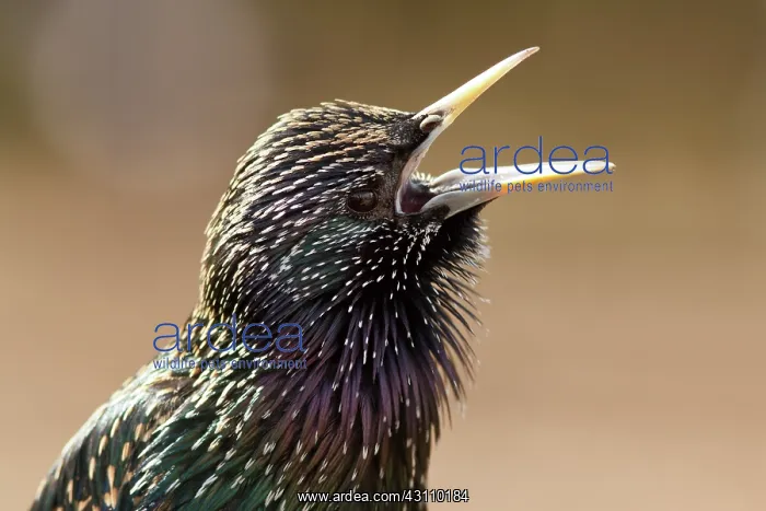 : Common Starling : Common Starling