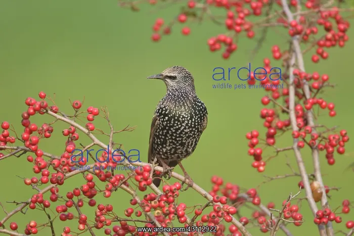  : Common Starling