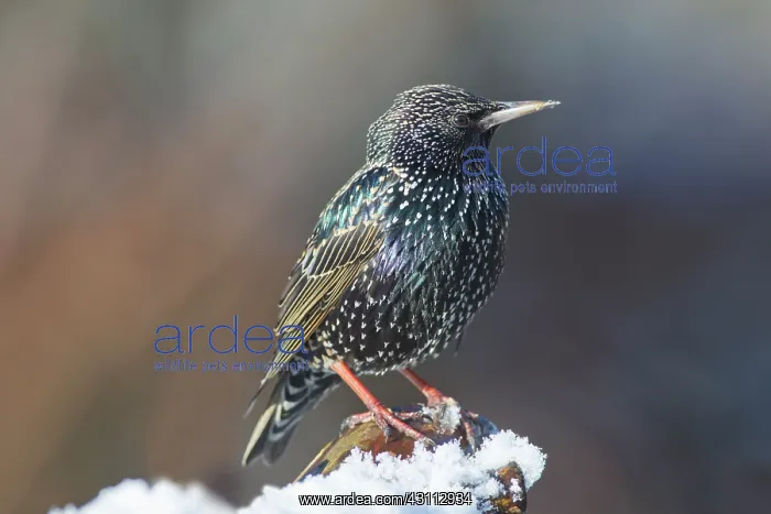 : Common Starling : Common Starling