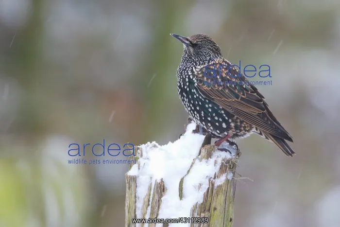 : Common Starling : Common Starling
