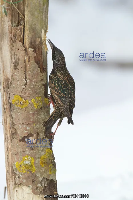 : Common Starling : Common Starling