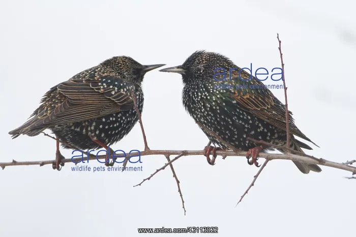 : Common Starling : Common Starling