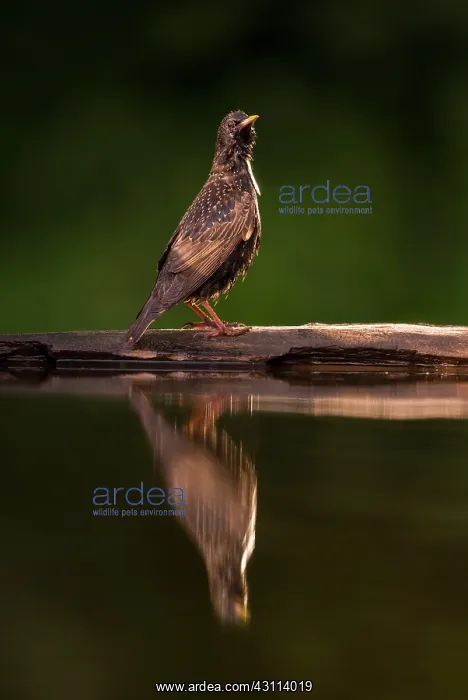 : Common Starling : Common Starling