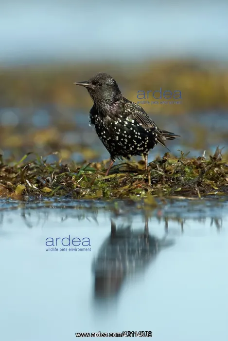  : Common Starling