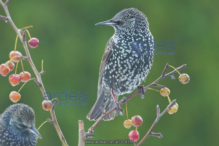 : Common Starling : Common Starling