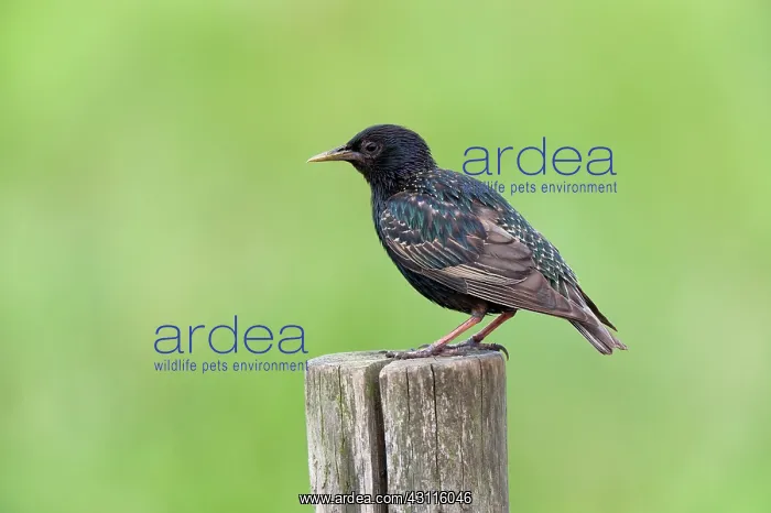 : Common Starling : Common Starling