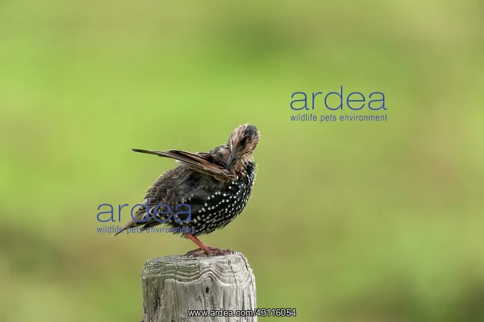 : Common Starling : Common Starling