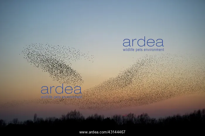 : Common Starling : Common Starling