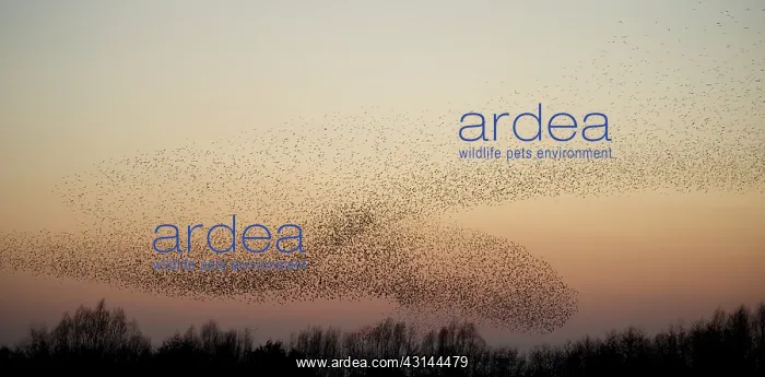 : Common Starling : Common Starling