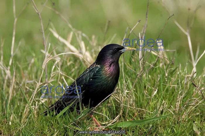 : Common Starling : Common Starling