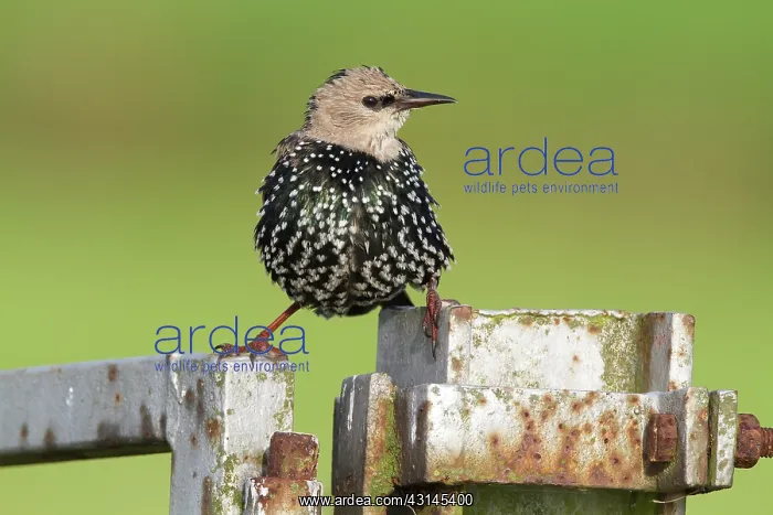 : Common Starling : Common Starling