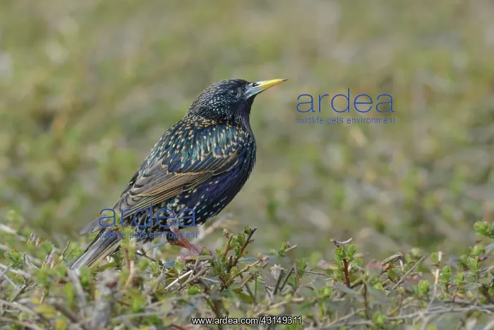 : Common Starling : Common Starling