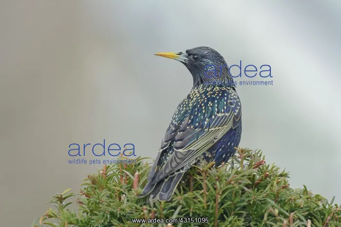 : Common Starling : Common Starling