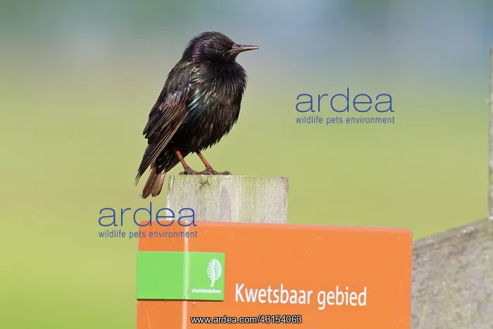 : Common Starling : Common Starling