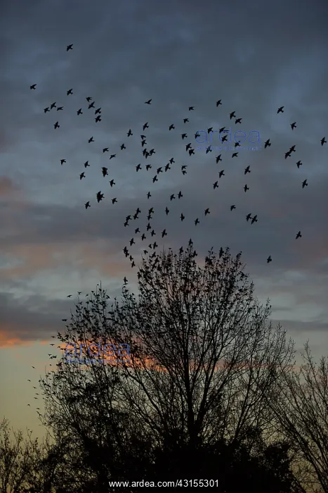 : Common Starling : Common Starling