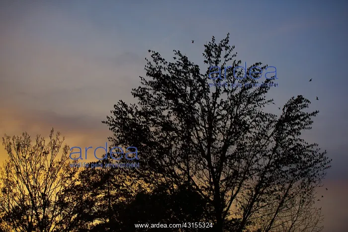  : Common Starling