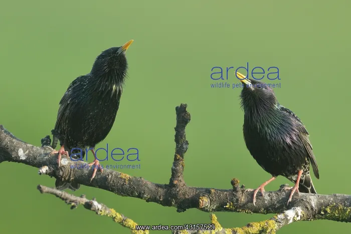 : Common Starling : Common Starling