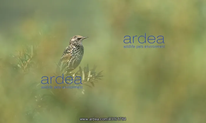 : Common Starling : Common Starling