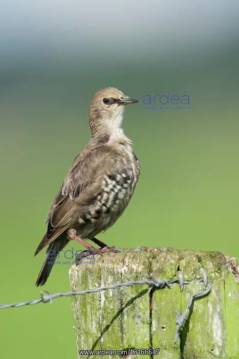 : Common Starling : Common Starling
