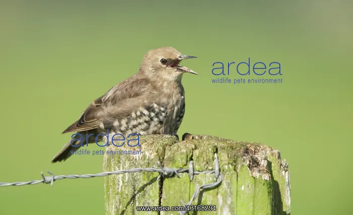 : Common Starling : Common Starling