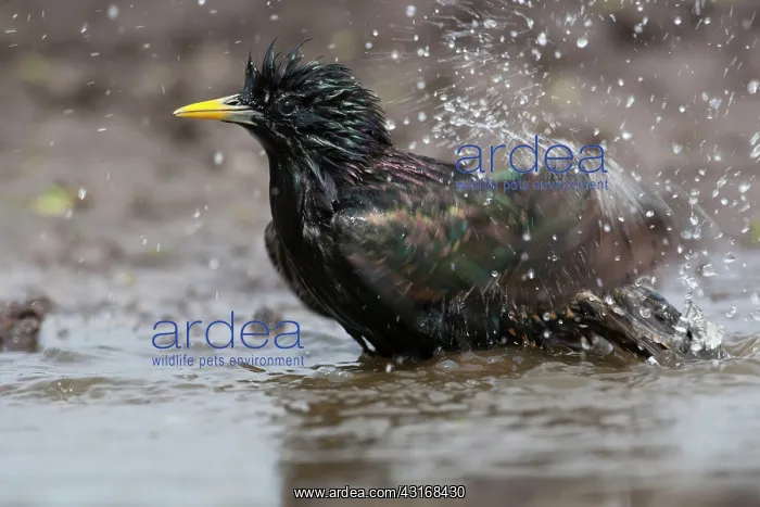 : Common Starling : Common Starling
