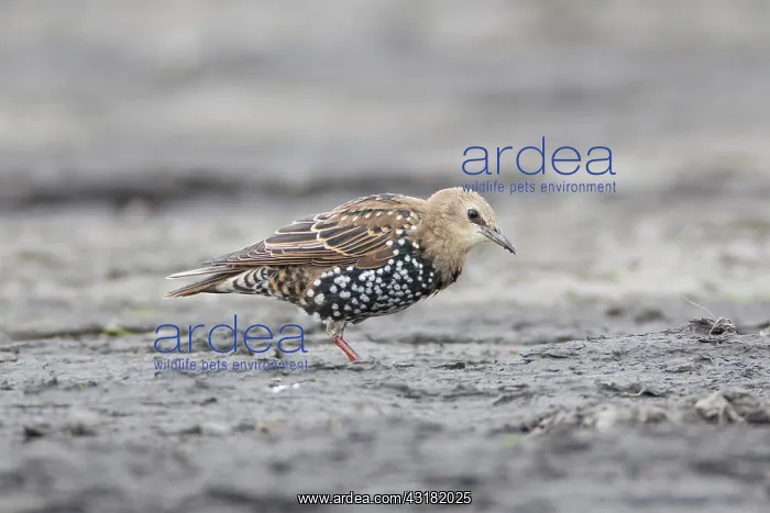 : Common Starling : Common Starling