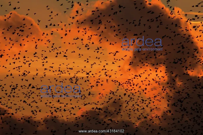 : Common Starling : Common Starling