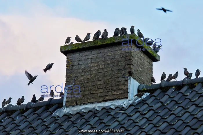 : Common Starling : Common Starling