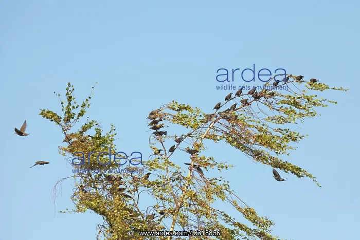 : Common Starling : Common Starling